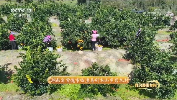 驕傲！惠農(nóng)網(wǎng)助力打造的臨澧美橙登上央視