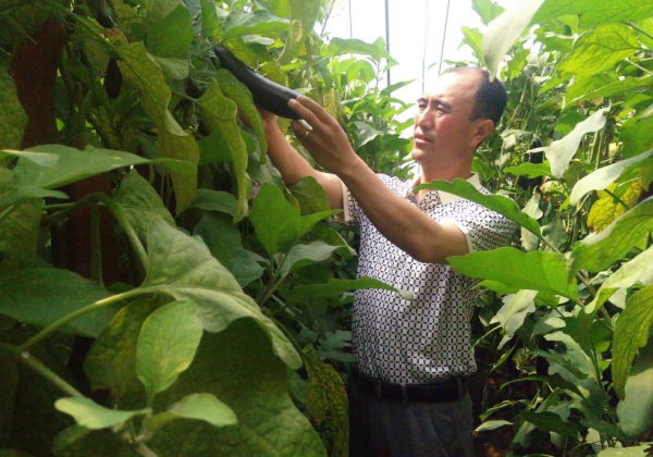 惠農網農技專家孟玉智：花式送技，千里之外解民憂