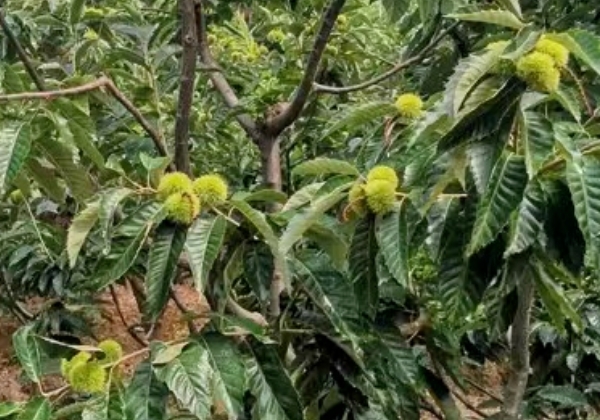 60后“新農人”老付：用“黃金果”在互聯網里“淘金”