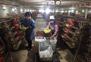 誠信企業 線上交易額達數百萬元